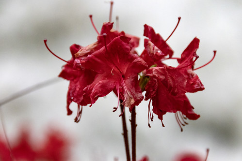 flowers in the rain | by Diane_Krauthamer