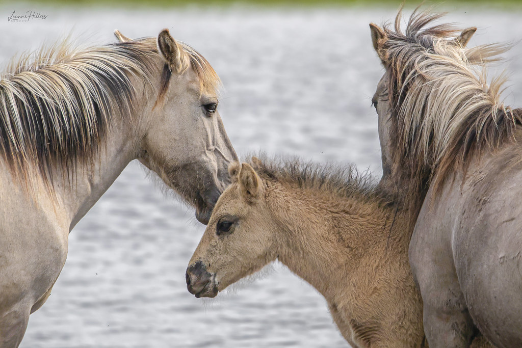 Konik Ponies