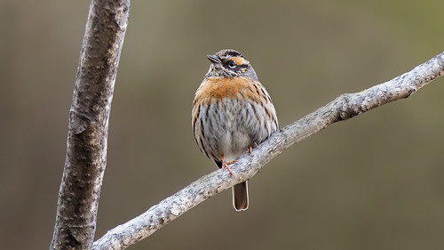 A Rufous Breasted Accentor on the hillside | by Hari K Patibanda