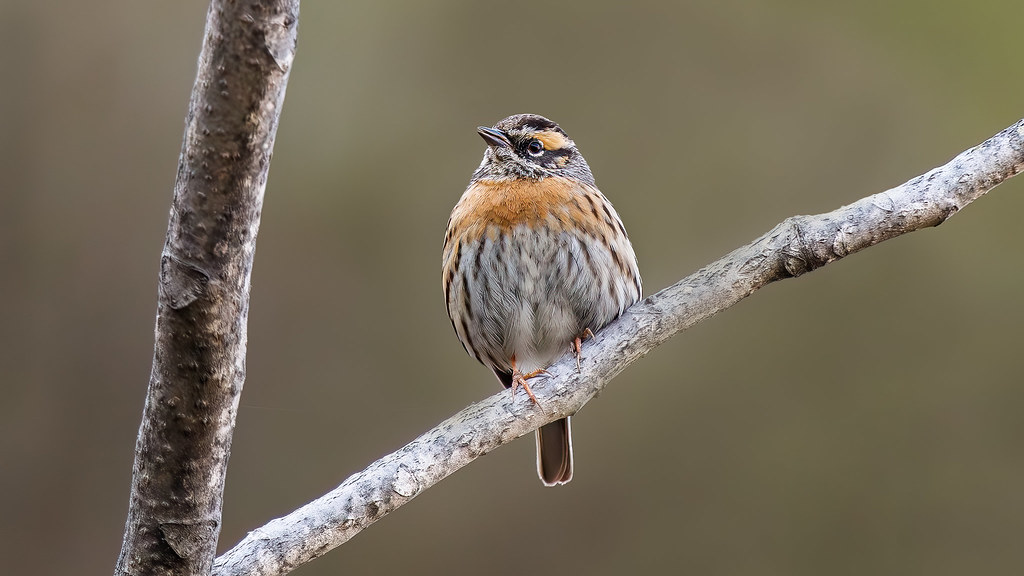 A Rufous Breasted Accentor on the hillside