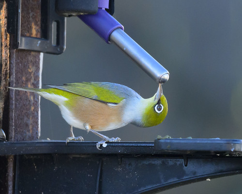 Flexible waxeye | by Xtine J