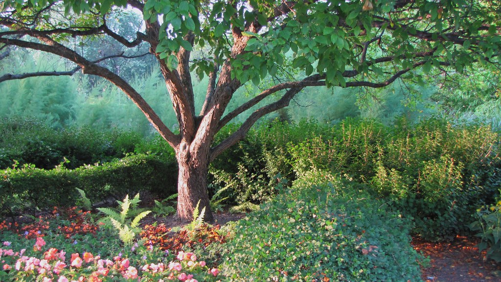 The Tree at Cantigny