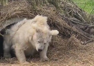 寝起きのヒグマ