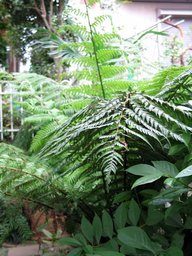 fern1109c