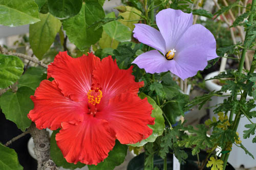 Hibiscus212_ms