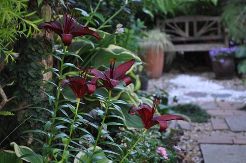  Asiatic lily  Lilium 'Landini'617c_ms