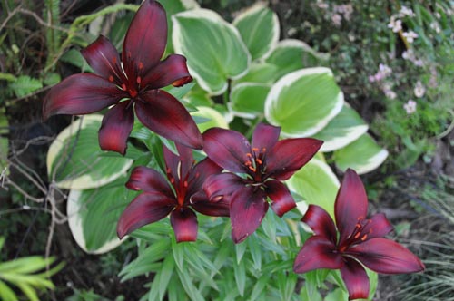  Asiatic lily  Lilium 'Landini'617d_ms