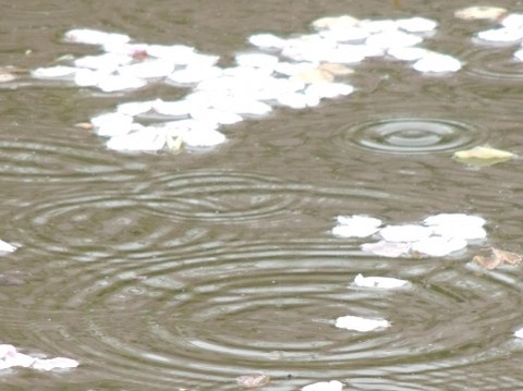 水たまり