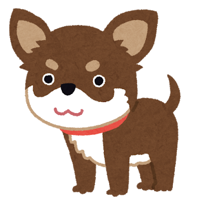 dog_chihuahua_choco_tan