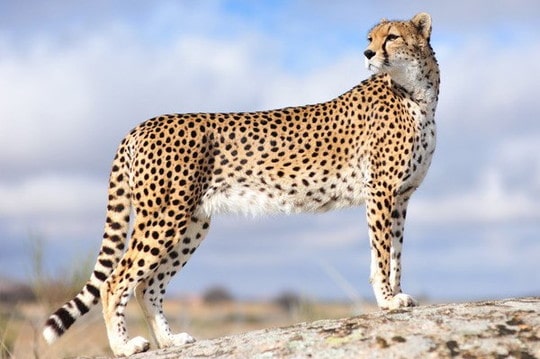 wallpaper-cheetah-photo-08-min