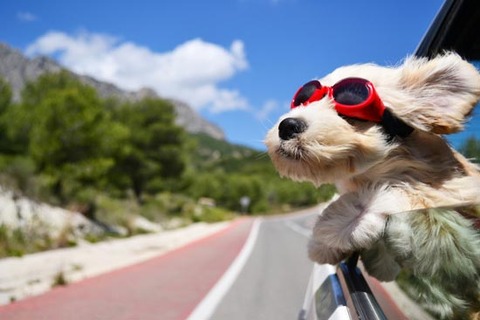 dog_car_summer