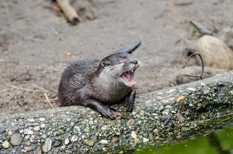 カワウソ