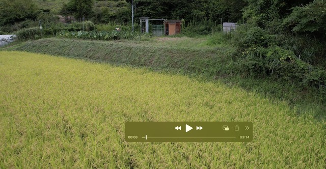 0826田んぼ上斜面