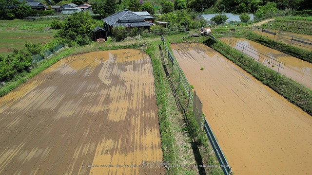 0503田植え６