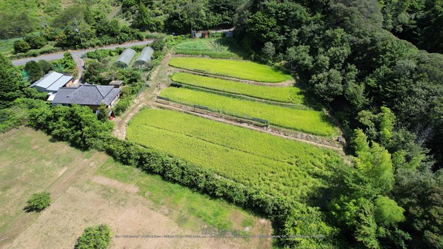 0815田んぼ全景