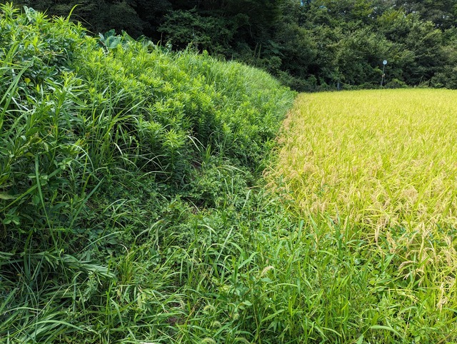 0826田んぼ上斜面草刈り前