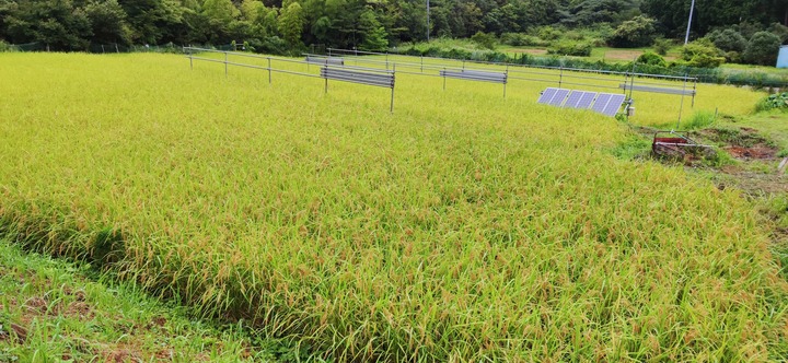 0731昨年秋の田んぼ