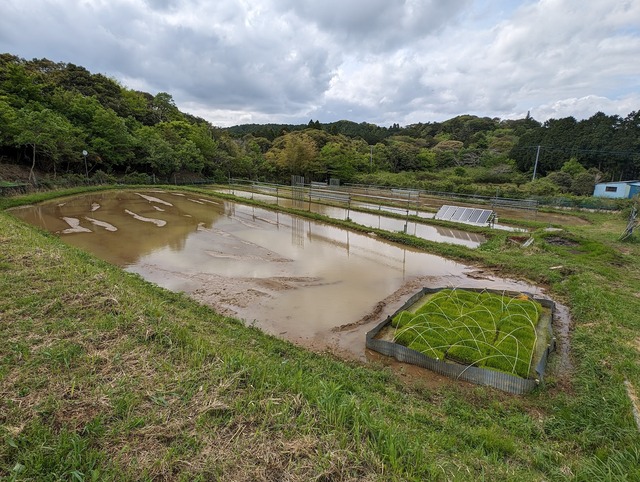 0502今日の田んぼ