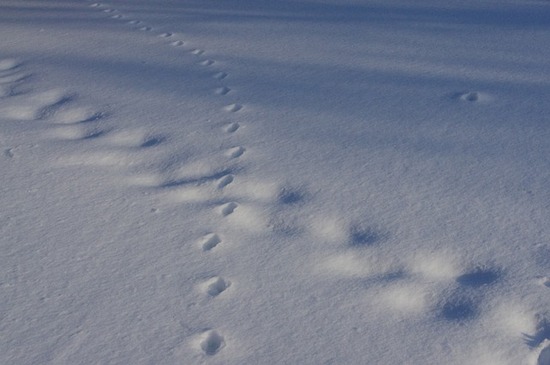 footprints-4924962_640