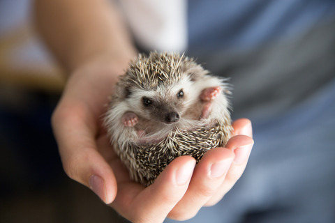 かわいい動物の画像貼っていこ