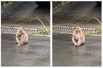 「野生の子猿」7＆8jpg