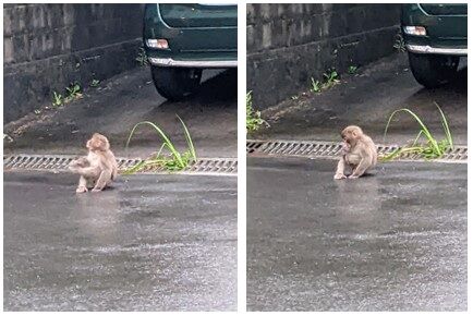 「野生の子猿」9＆10