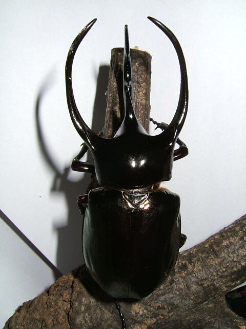 Chalcosoma_caucasus01