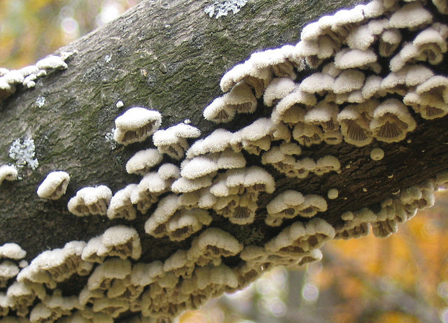 800px-Fuzzy_Fungi_(Schizophyllum_commune)