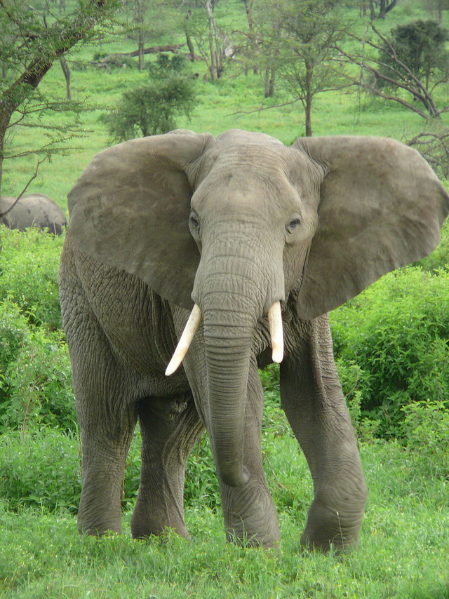 1280px-Elephant_near_ndutu