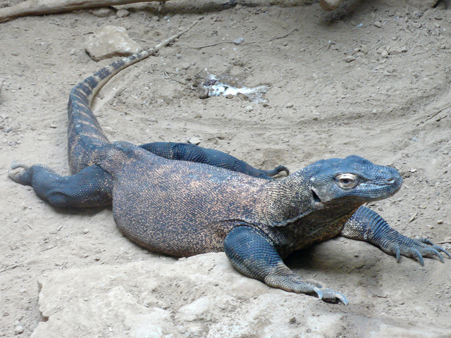 Varanus_komodoensis_(2)