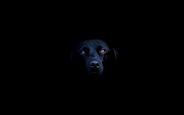 Black-dog-wallpaper-6