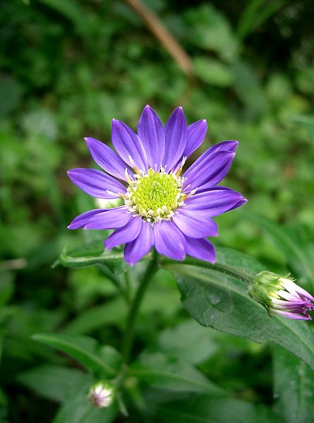 445px-Gymnaster_savatieri1_flower