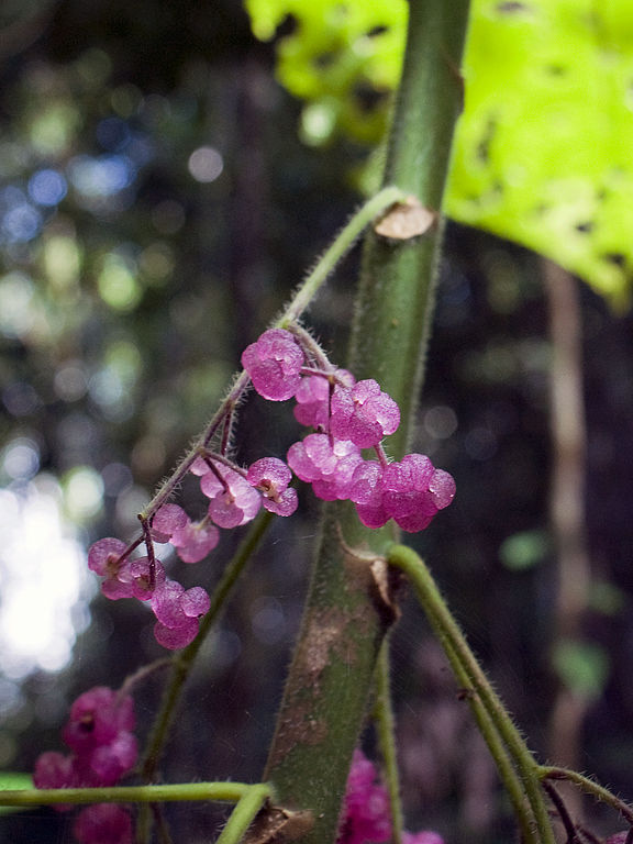 AULakeEuchamDendrocnide_moroides