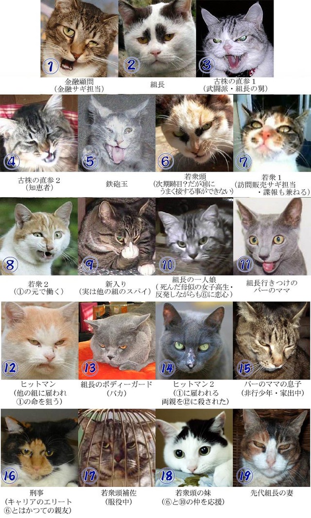 猫組長