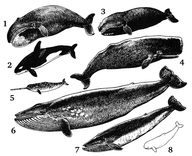 Cetacea