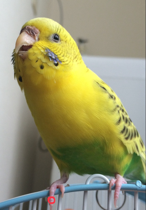 インコ