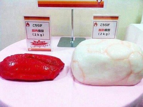 筋肉と脂肪