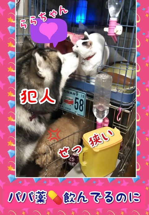 CollageMaker_20191022_081401940