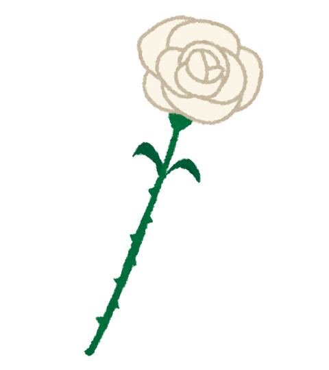 chichinohi_rose_white