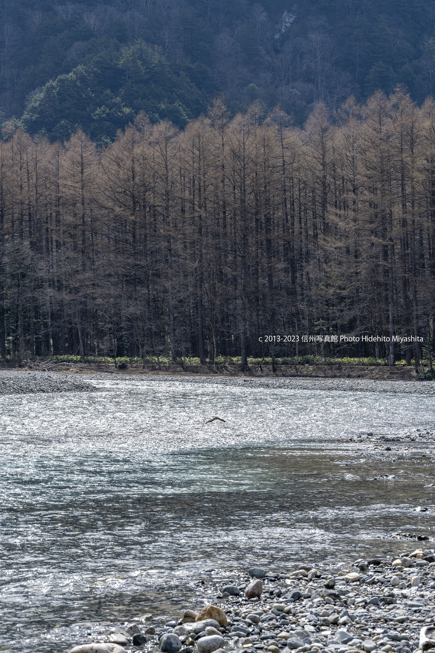 芽吹前_20230423-_DSC8686 のコピー