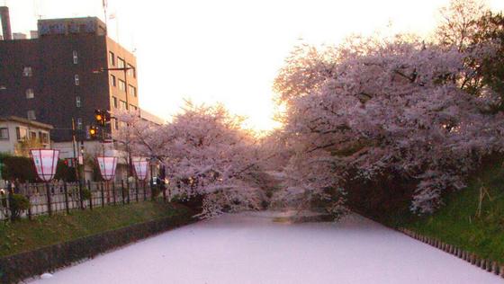 hirosaki_sakura5