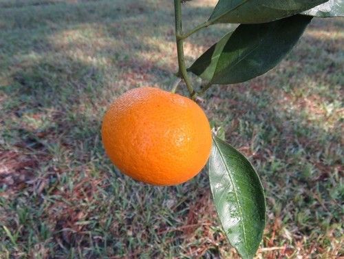 satsuma_1