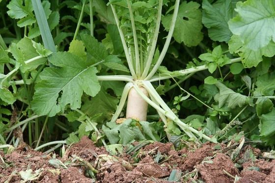 grow_daikon