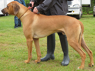 rhodesian_ridgeback