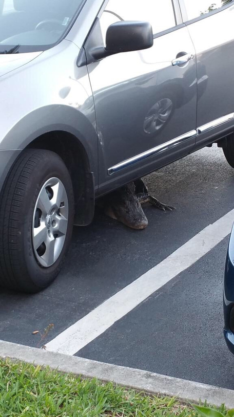 crocodile_under_car