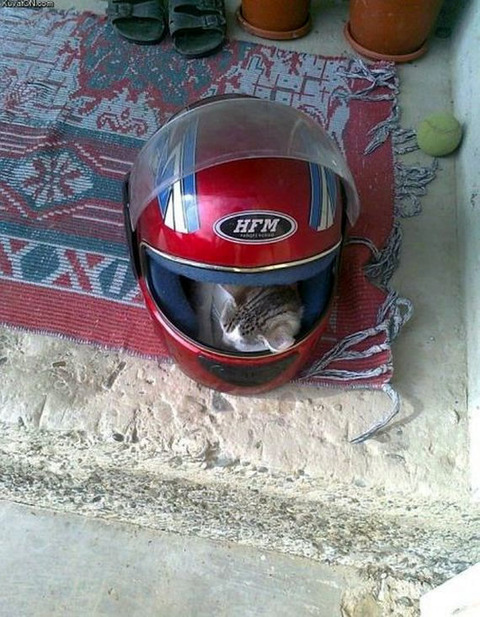 helmet_cat