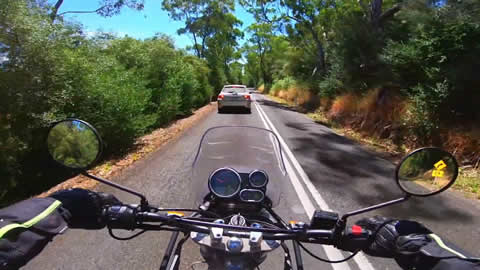 Koala Relaxes in the Middle of the Road