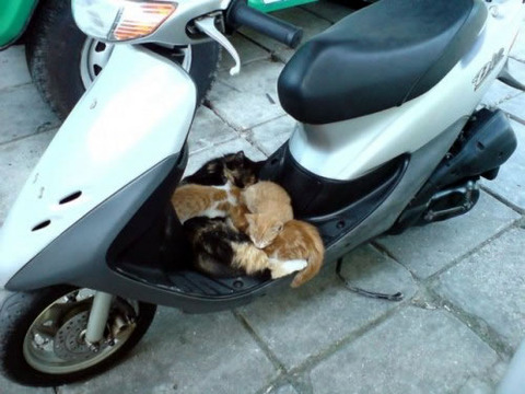 scooter_cat