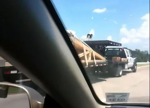 truck_on_dog