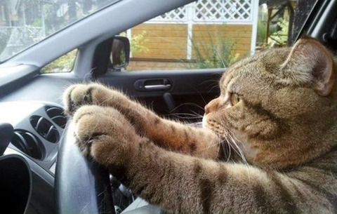 cat_driver